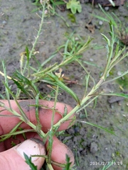 Lepidium hyssopifolium