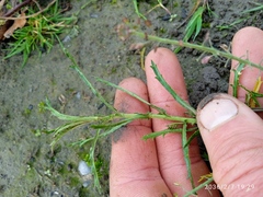 Lepidium hyssopifolium