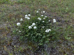 Trifolium repens