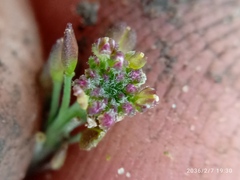 Lepidium hyssopifolium