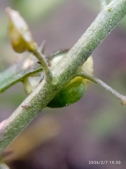 Lepidium hyssopifolium