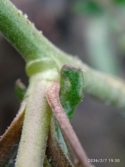 Lepidium hyssopifolium
