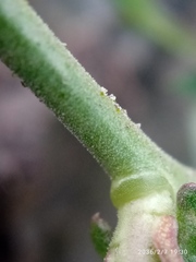 Lepidium hyssopifolium
