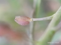 Lepidium hyssopifolium
