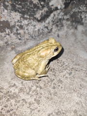 Bufotes boulengeri siculus