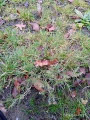 Lepidium hyssopifolium