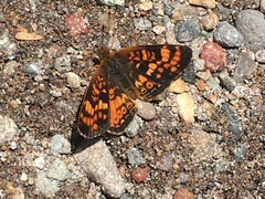Phyciodes orseis