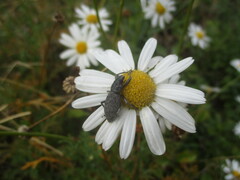 Herpisticus daute