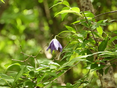 Clematis macropetala