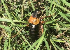 Bradyporus macrogaster