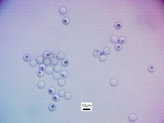 Gyromitra sphaerospora