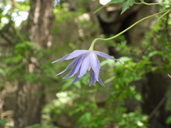 Clematis macropetala