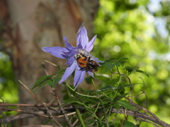 Bombus longipes