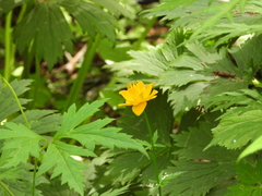 Trollius chinensis
