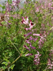 Fumaria bastardii