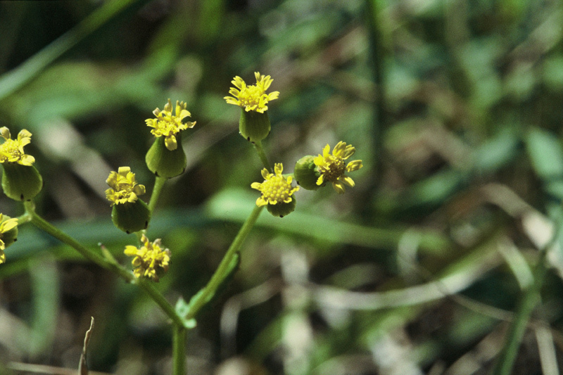 Senecio repangae