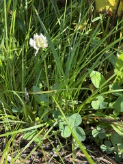 Trifolium repens