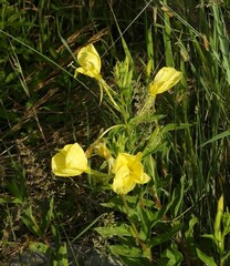 Oenothera oehlkersi