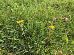 Taraxacum officinale