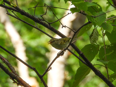 Phylloscopus claudiae