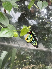 Ornithoptera