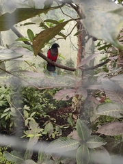 Psittrichas fulgidus