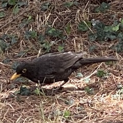 Turdus merula