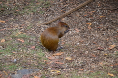 Dasyprocta ruatanica