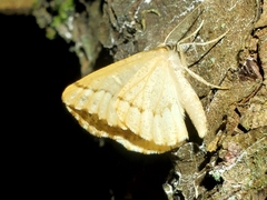 Caripeta divisata