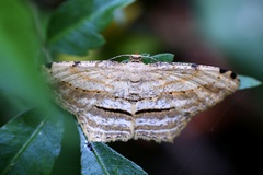 Calletaera postvittata