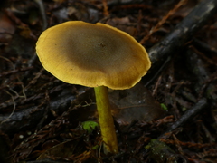 Cortinarius icterinoides
