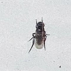 Metopininae