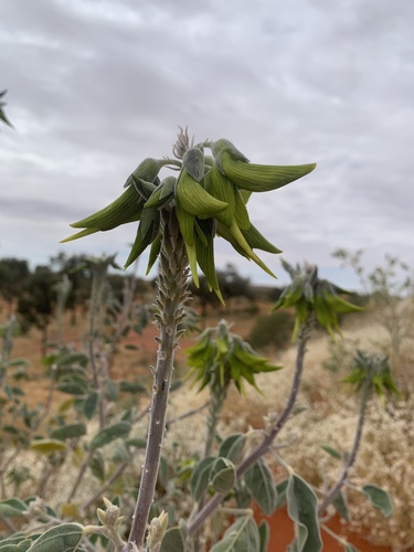 Birdflower