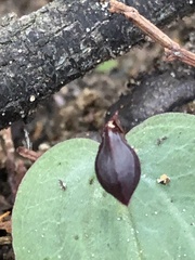 Corybas unguiculatus
