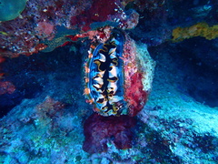 Spondylus varius