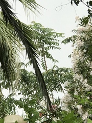 Ailanthus altissima