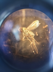 Diptera