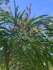 Grevillea pyramidalis