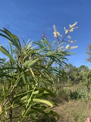 Grevillea pyramidalis