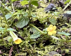 Erythranthe nepalensis