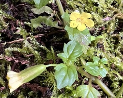 Erythranthe nepalensis