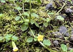 Erythranthe nepalensis