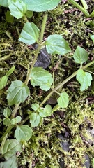 Erythranthe nepalensis