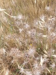 Trifolium stellatum image