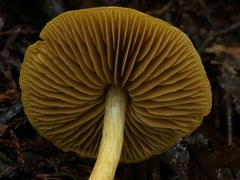 Cortinarius icterinoides