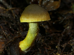 Cortinarius icterinoides