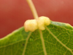 Eriophyes diversipunctatus