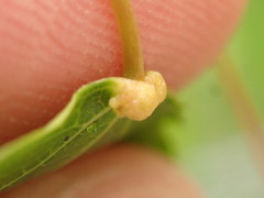 Eriophyes diversipunctatus