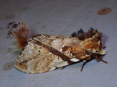 Dudusa synopla