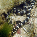 Ijima's Sea Snake - Photo (c) Patrick Randall, some rights reserved (CC BY-NC-SA)